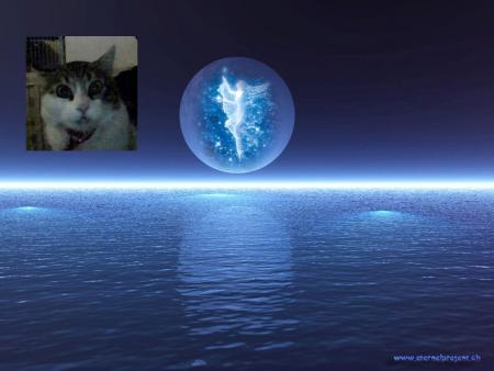 mousse avec la lune et la f�e